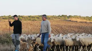 VI Fiesta de los Usos Tradicionales de la Trashumancia en Bardenas en Carcastillo 2018 - 11