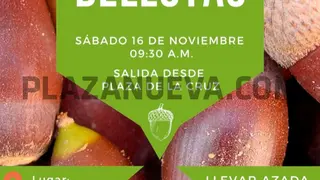 Siembra de bellotas en Falces