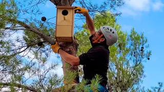 Caja nido