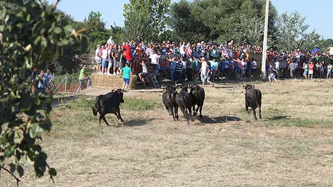 7-Tra&iacute;da-de-las-Vacas-de-Cintru&eacute;nigo-1090.jpg