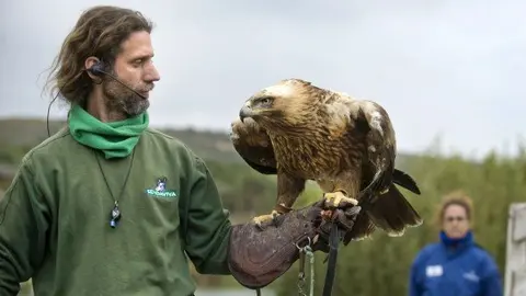 &Aacute;guila-Imperial.jpg