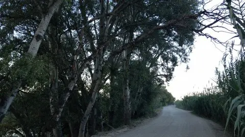 3-&Aacute;rbol-cala&ntilde;ado-en-Traslapuente-1099.jpg