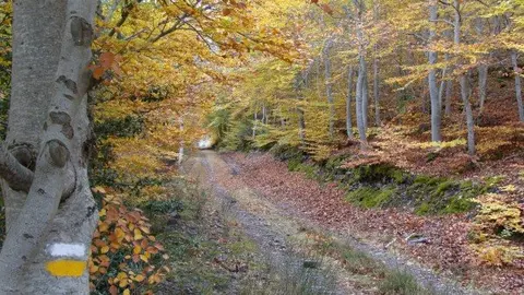 27-Ruta-por-el-Hayedo-de-&Aacute;greda-1100.jpg