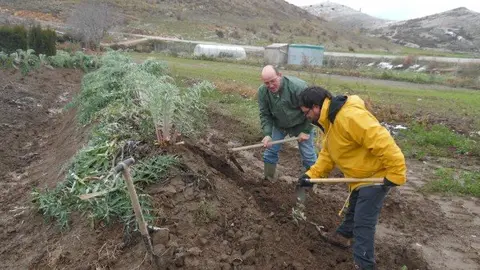 29-Extrayendo-cardo-Jornadas-&Aacute;greda-1106.jpg