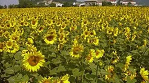 campogirasol.jpg