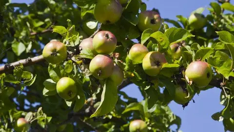 24-Temporada-de-sidra-manzanas-1109.jpeg