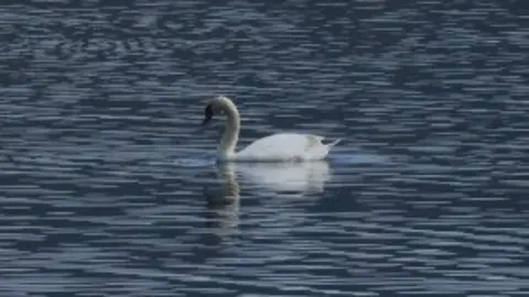 27-Cisne-com&uacute;n-nuestra-fauna-1129-300x209.jpg