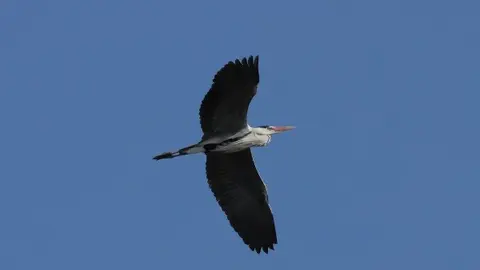 19-Garza-Real-en-Pitillas-1131.jpg
