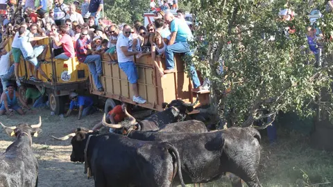 18-Tra&iacute;da-de-las-vacas-archivo-1138-1024x682.jpg