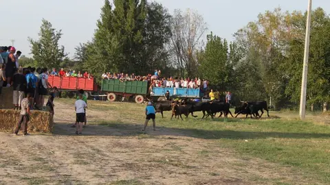 7-Tra&iacute;da-de-las-vacas-de-Cintru&eacute;nigo-1-1139-1024x682.jpg