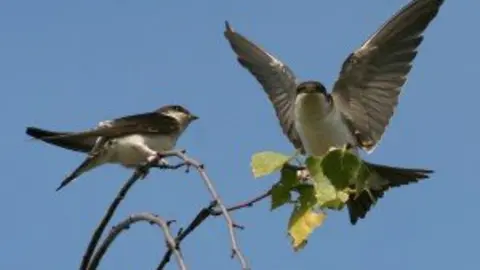 28-Avi&oacute;n-com&uacute;n-especie-protegida-1139-300x225.jpeg
