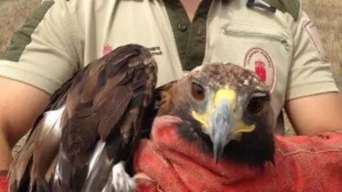 22-&Aacute;guila-real-muerta-1142-300x213.jpg