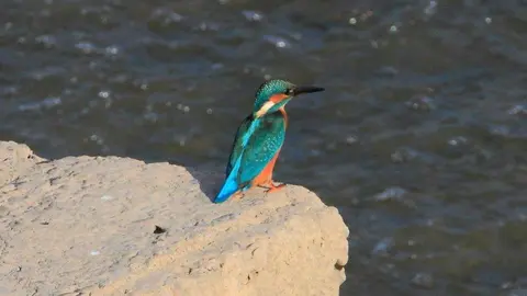 19-Mart&iacute;n-Pescador-1149.jpg