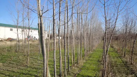 plantaci&oacute;n-de-chopos-Marcilla-1024x768.jpg