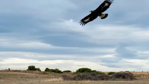 33-Aves-rapaces-en-Bardenas-1159.jpg
