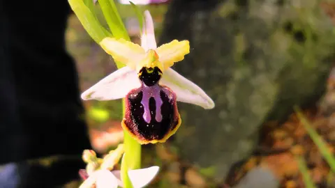 35-Orqu&iacute;dea-abeja-1166.jpg