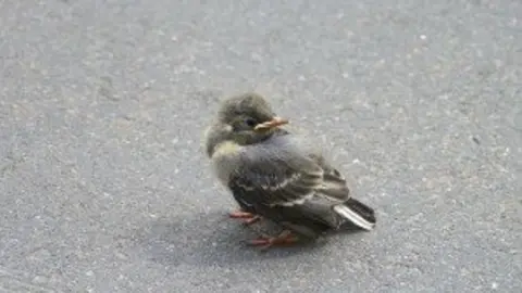63-Cr&iacute;a-de-gorri&oacute;n-1168-300x201.jpg