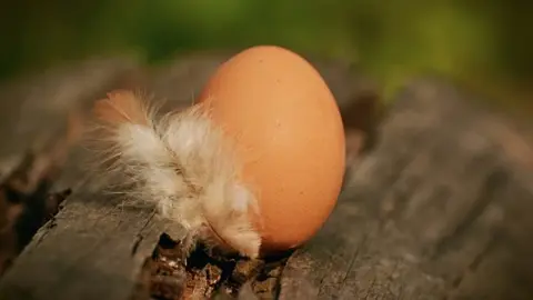 egg-1595940_1280.jpeg