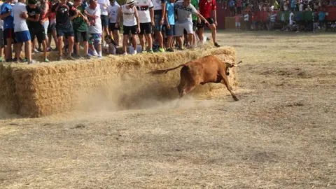 11-Tra&iacute;da-de-las-vacas-1-1174JPG.jpg