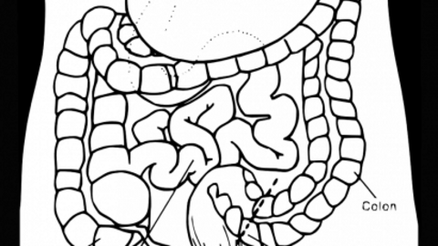 digestive-40607_1280.png