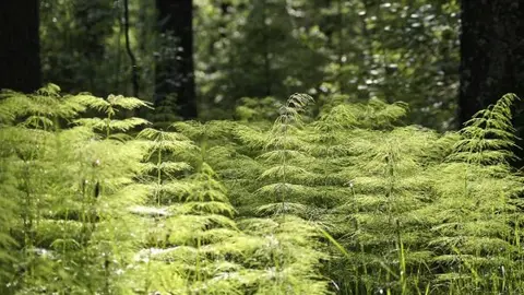 forest-208517_1280.jpg