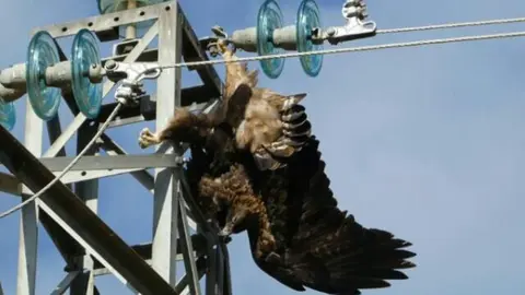 aguila-real-electrocutada-1.jpg