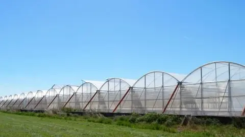 Nuevos-invernaderos-Vegetales-Linea-Verde-1.jpg