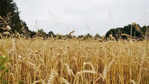 grain-881820_960_720.jpg