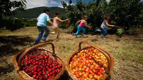 cerezas_patxi_uriz