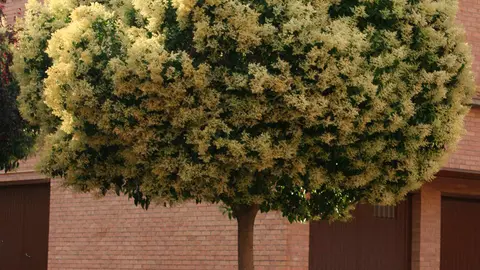 arbol-sin-podar1
