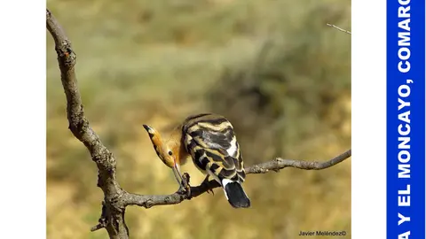 Taller fotogr&aacute;fico de naturaleza en Torrellas