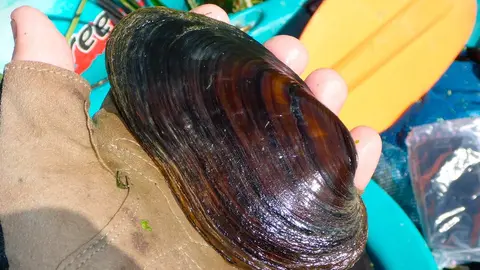 Margaritifera auricularia en el Ebro riojano