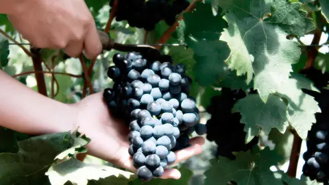 Vendimia