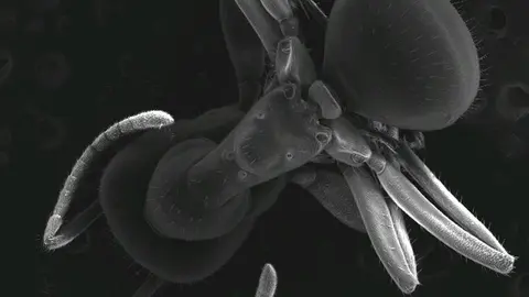 Exposici&oacute;n en Tudela 'El ojo electr&oacute;nico' de Jos&eacute; Javier Vespertinas Oroz y charla de divulgaci&oacute;n sobre fotograf&iacute;a microsc&oacute;pica