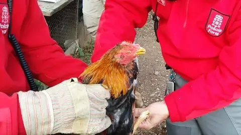 Gallos cogidos