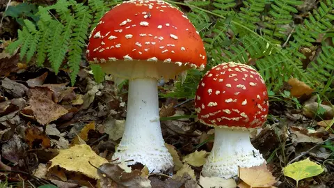 Amanita muscaria