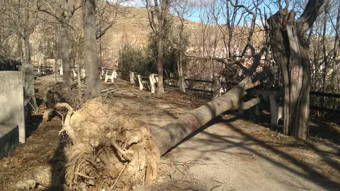&Aacute;rbol derribado en el paseo de la ermita de la Soledad en Cervera del R&iacute;o Alhama