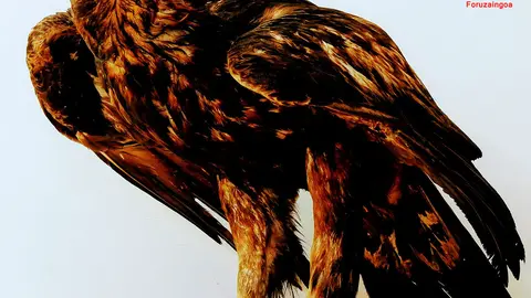 &Aacute;guila recuperada
