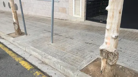 &Aacute;rboles desmochados y no replantados