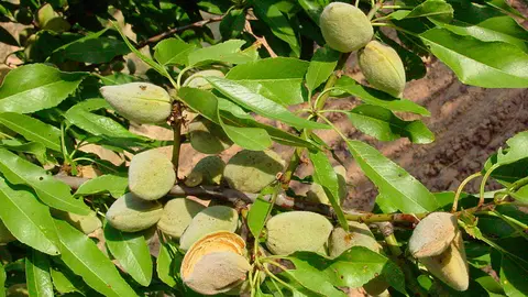 Habr&aacute; una especial dedicaci&oacute;n en el cultivo del almendro