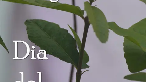 D&iacute;a del &Aacute;rbol en Grisel y Trasmoz
