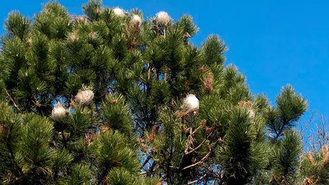 Procesionaria en unos pinos
