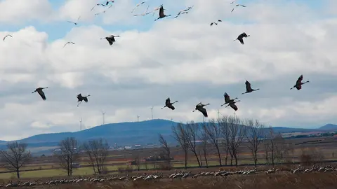 Grullas en Gallocanta