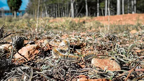 Imagen de procesionaria en el bosque