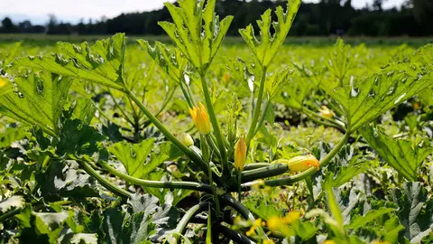 zucchini-1646562_1920