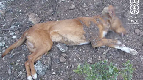 El animal muri&oacute; de un disparo