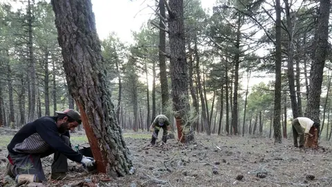El oficio de resinero coge fuerza