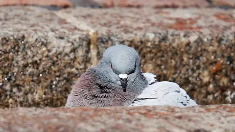 Las palomas pueden provocar problemas de salubridad