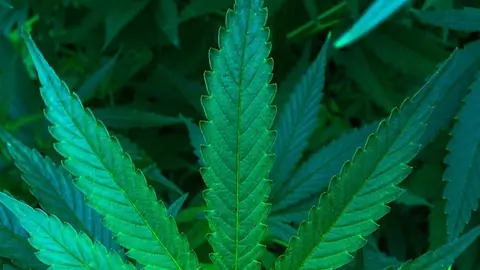 Definici&oacute;n y usos del aceite CBD
