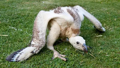 Buitre leonado en julio